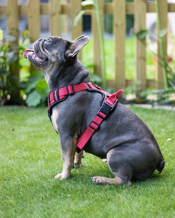 Rosewood Reflective Dog Harness
