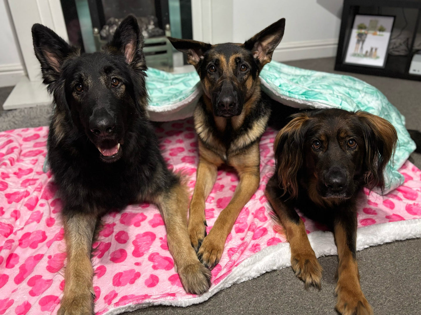 Walk on the Wild Side Blanket