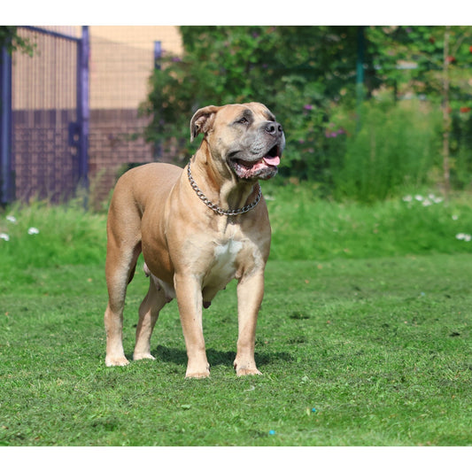 4.0mm Chain Collar - Pet Supplier Store
