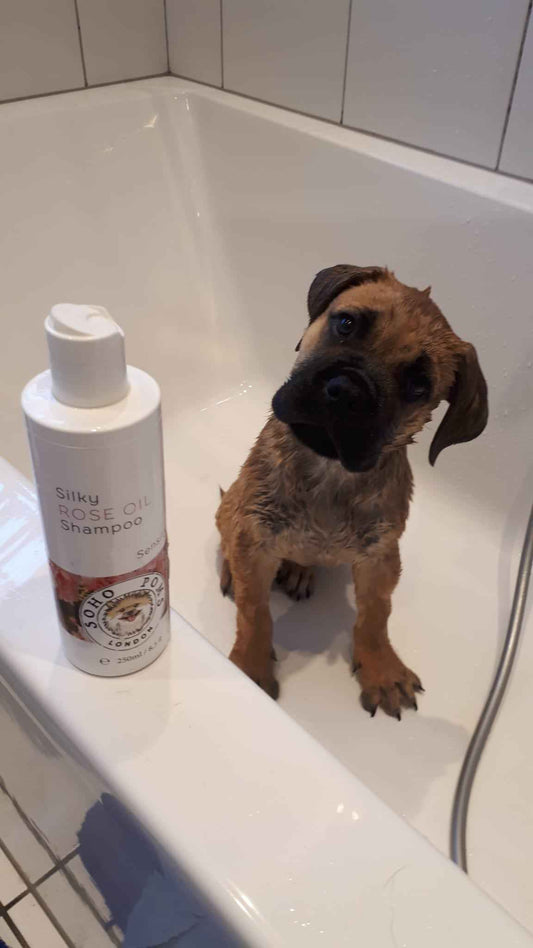 Rose Oil Dog Shampoo by SohoPoms - 250ml