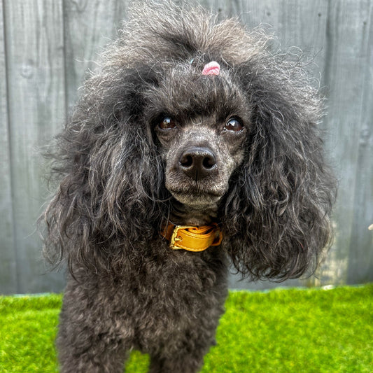 Alfresco Pup vegan leather dog collar - camel colour buckle dog collar
