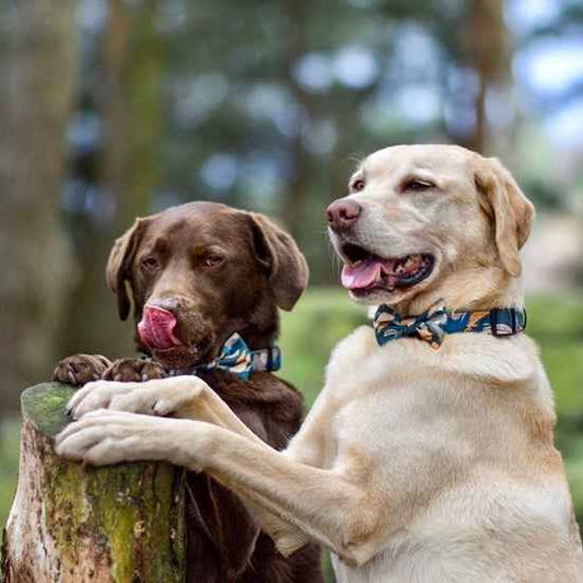 'Brush It Off' Dog Bow - Pet Supplier Store