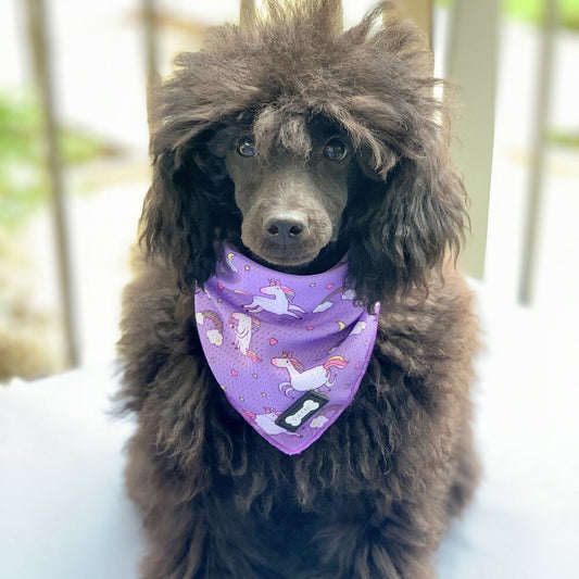 Daydreams and Unicorns Cooling Bandana - Pet Supplier Store