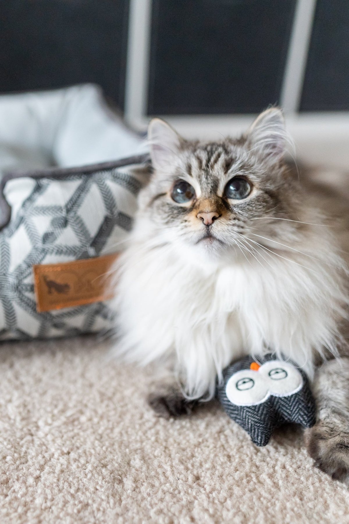 Feline Frenzy Hooti-ful Owls - Pet Supplier Store