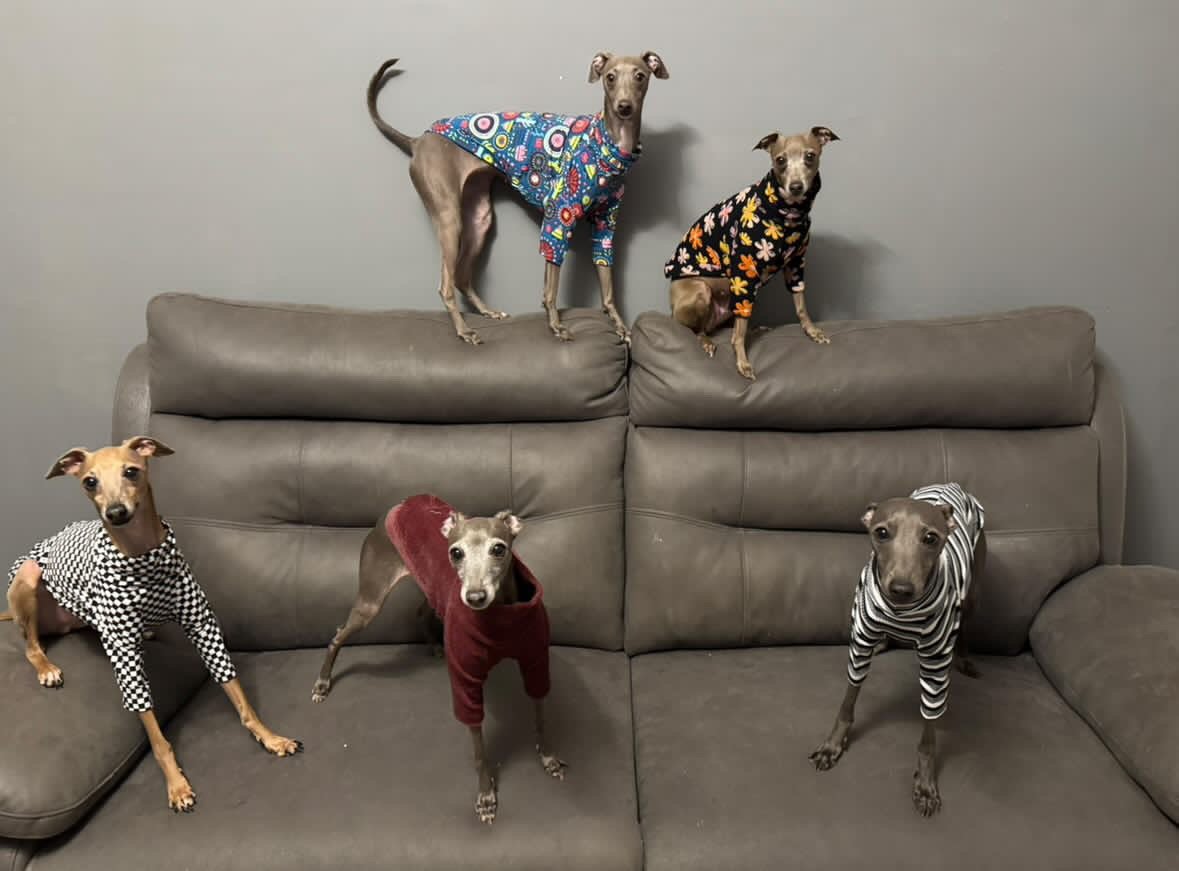 Fleece Lined Sweatshirt Jumper - Flower Power - Pet Supplier Store