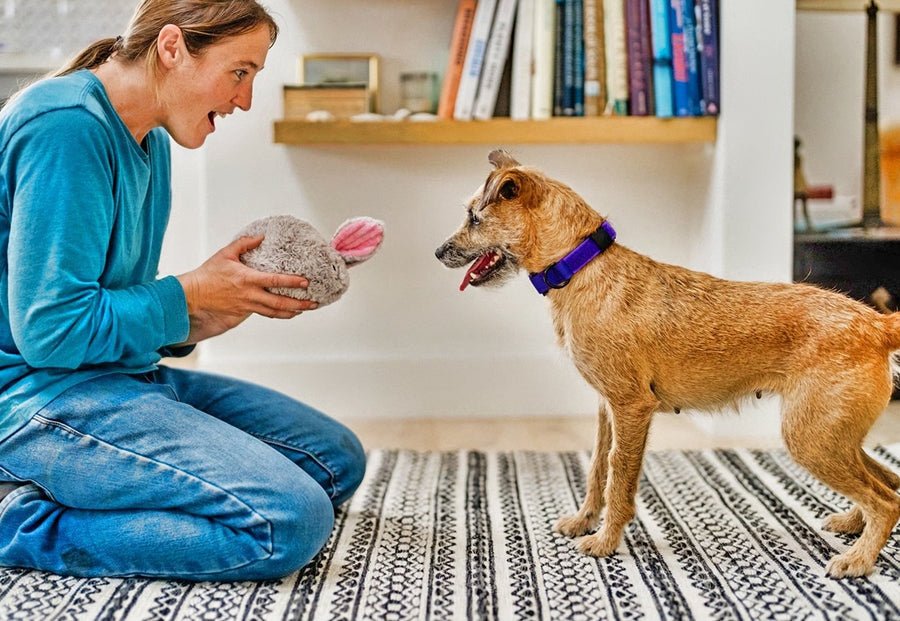 Forest Friends - Baxter the Bunny - Pet Supplier Store