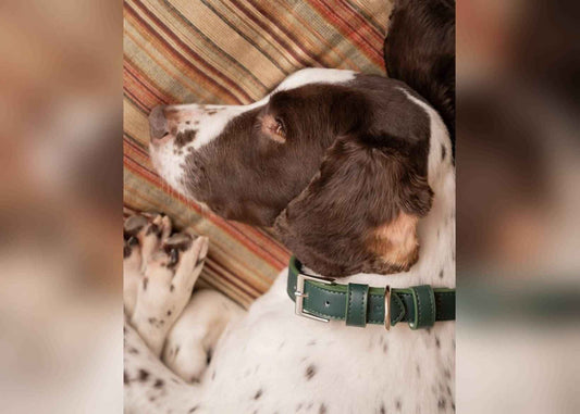 Green Leather Dog Collar - Pet Supplier Store