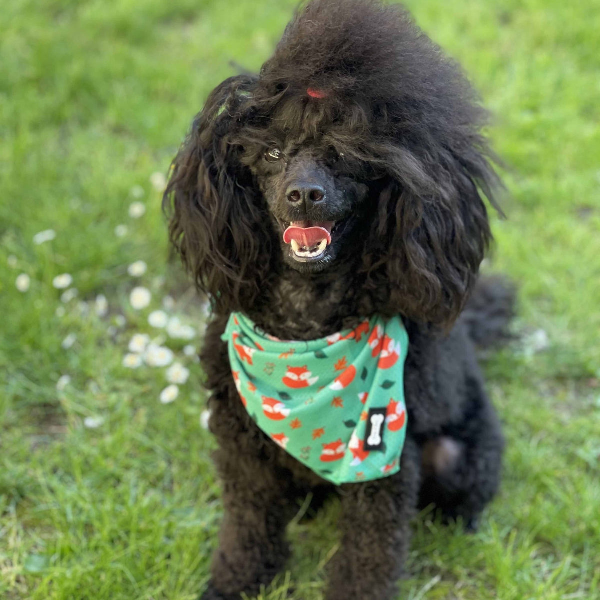Inquisitive Fox Cooling Bandana - Pet Supplier Store