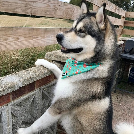 Inquisitive Fox Cooling Bandana - Pet Supplier Store