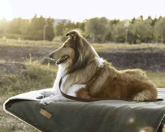 Luxury Washable Green Dog Blanket | Richmond - Pet Supplier Store