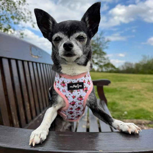 Luxury White Vintage Floral Harness by My Pup and Me - Pet Supplier Store