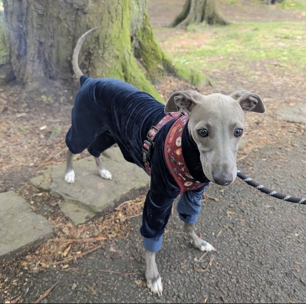 Mink Velour Jersey Suit - Navy Blue - Pet Supplier Store