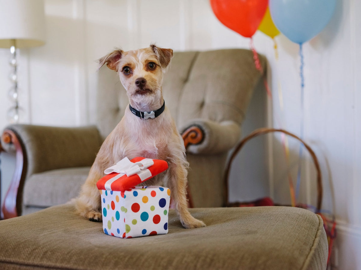 Party Time Pawfect Present Plush Dog Toy - Pet Supplier Store