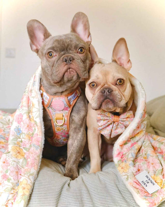 Pastel Petal - Snuggle Blanket - Pet Supplier Store