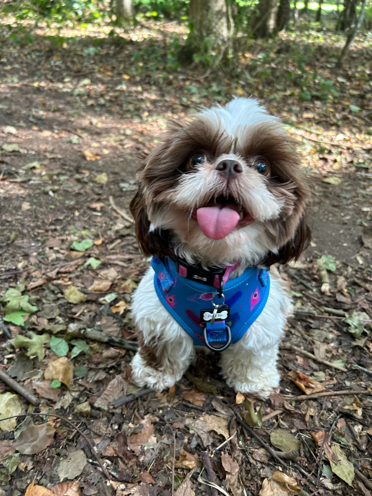 Power Peacock Step-In Adjustable Harness – Easy, Comfy & Made for Stylish Small Dogs! - Pet Supplier Store
