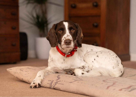 Red Leather Dog Collar - Pet Supplier Store