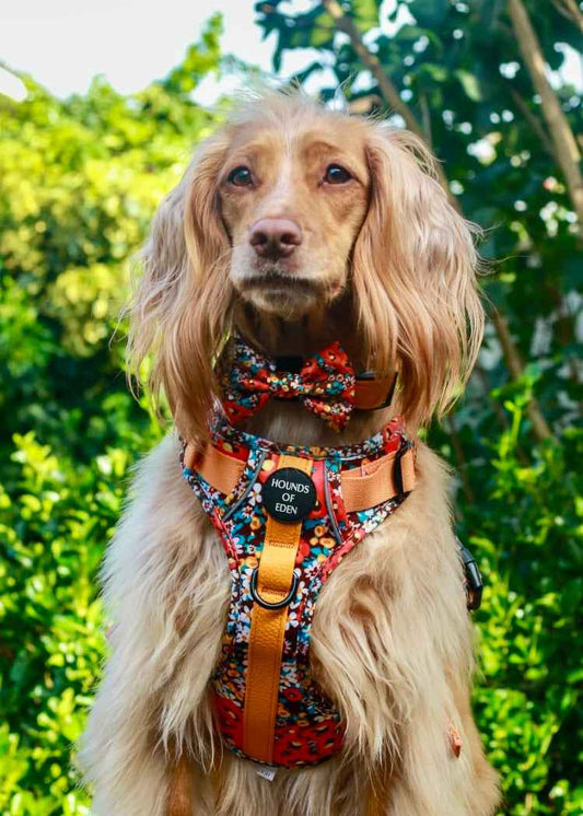 Retro BloomDesign Dog Bow Tie - Pet Supplier Store