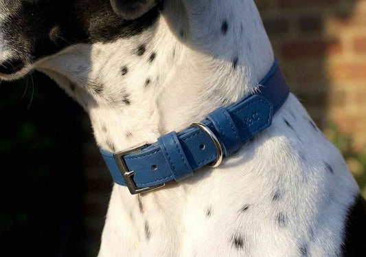 Royal Blue Leather Dog Collar - Pet Supplier Store
