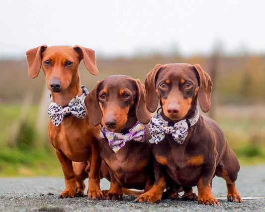 Sage Leopard Design Dog Bow Tie - Pet Supplier Store