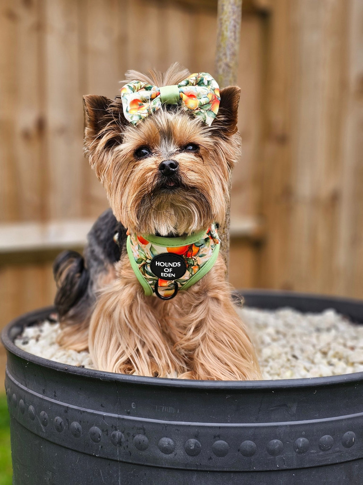 Simply the Zest - Oranges Dog Bow Tie - Pet Supplier Store