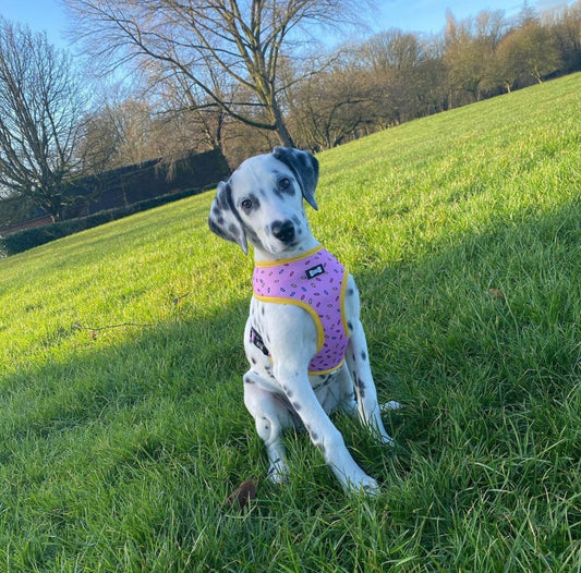 Sprinkles for Days reversible harness - Pet Supplier Store