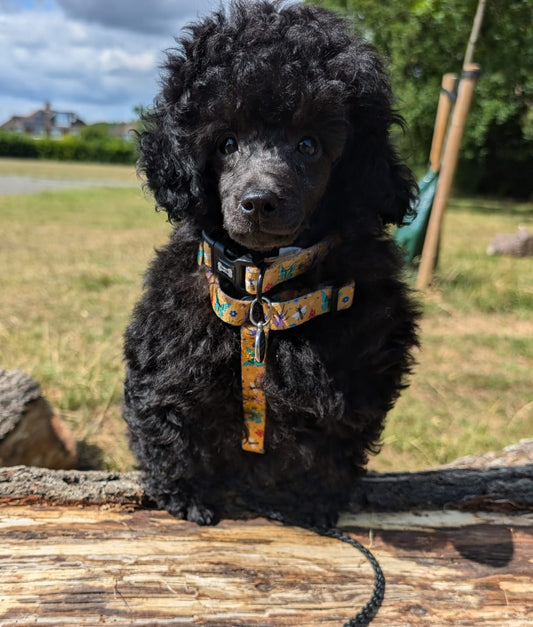 Summer Buzzin’ puppy, chihuahua, kitten, rabbit, teacup XXXS strap harness - Pet Supplier Store