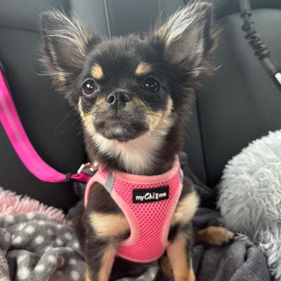 Tiny Trails Step In Air Mesh Puppy and Small Dog Harness Pink - Pet Supplier Store