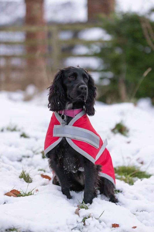 Waterproof Dog Coat - Red - Pet Supplier Store