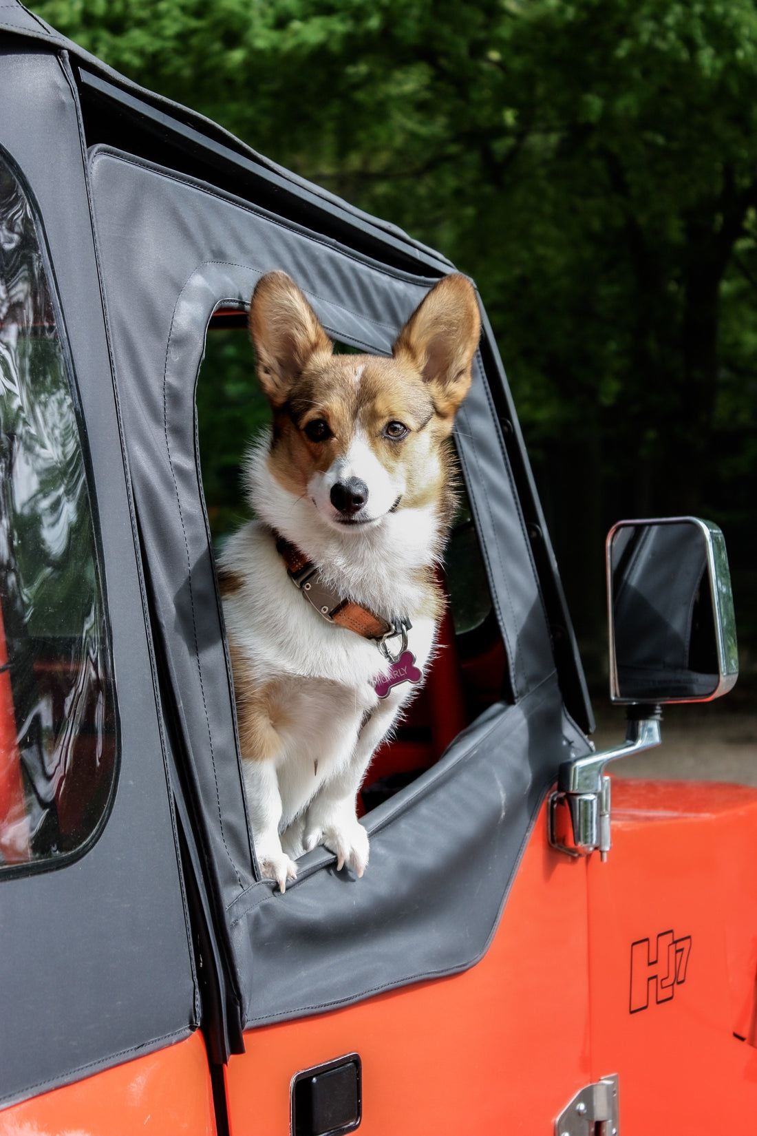 Top 10 Careers with animals - Pet Supplier Store