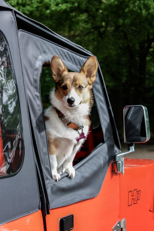 Top 10 Careers with animals - Pet Supplier Store