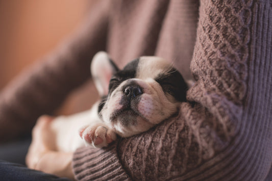 Top 10 essential dog supplies you need before you bring them home - Pet Supplier Store
