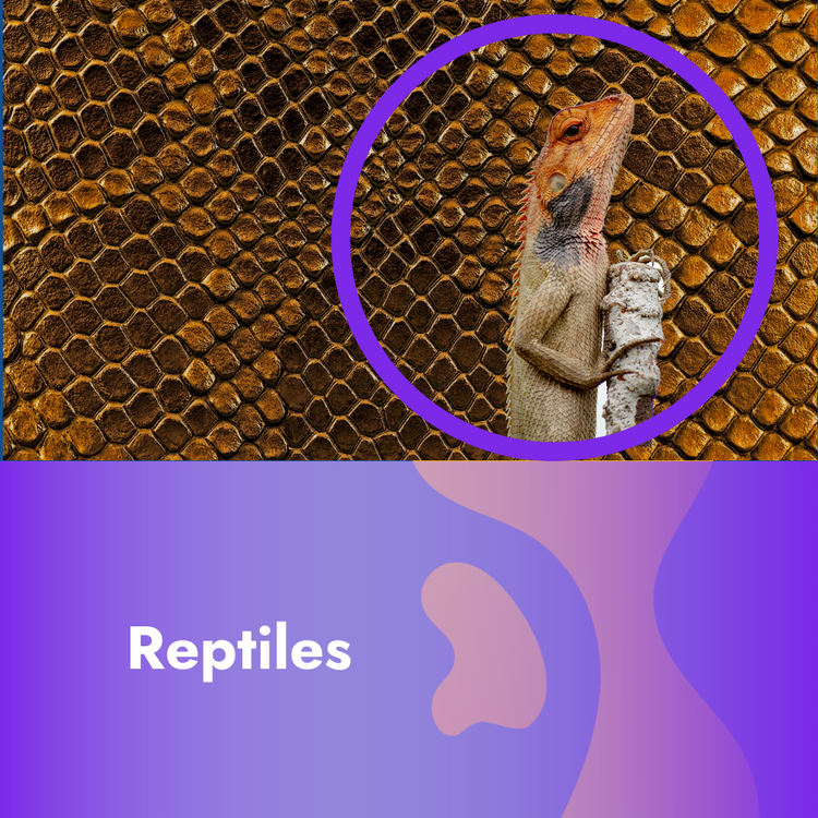 Reptile