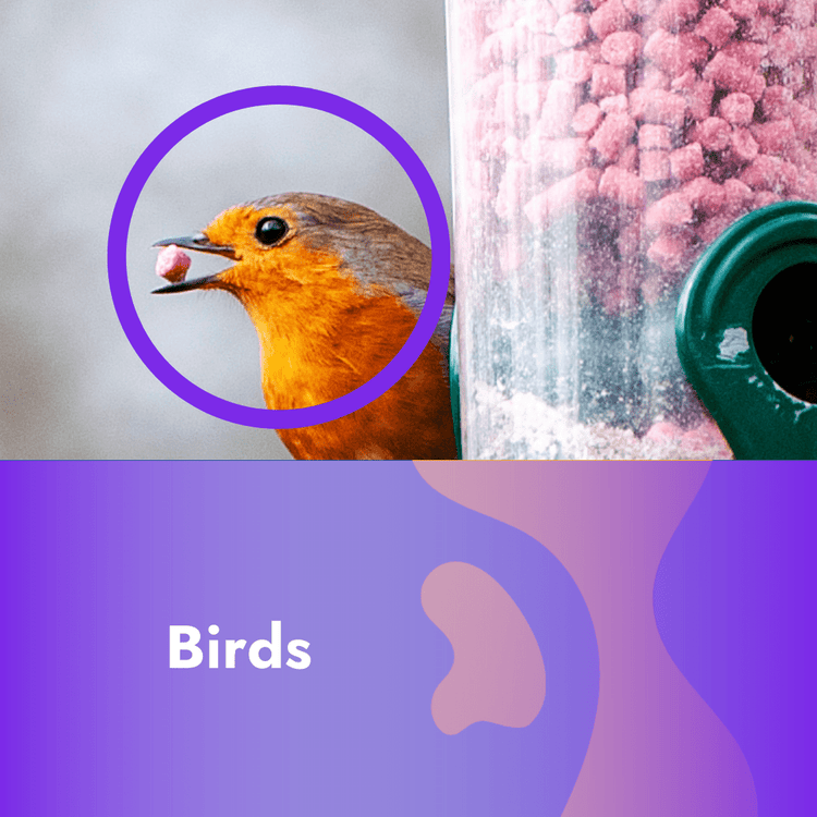 Bird accessories and food - Pet Supplier Store