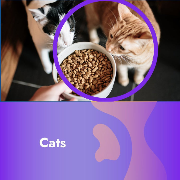 Cat accessories and food - Pet Supplier Store