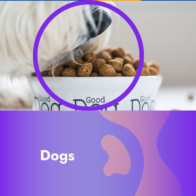 Dog Accessories and food - Pet Supplier Store