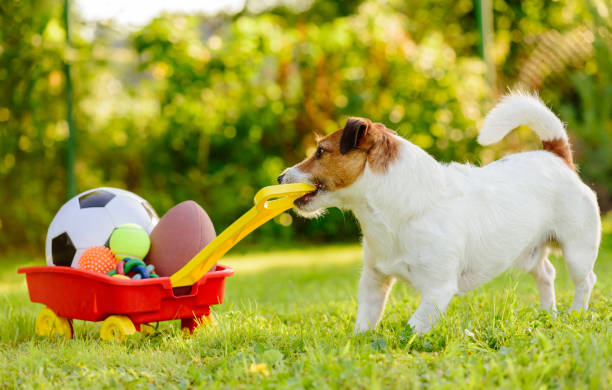 dog pulling a cart of toys