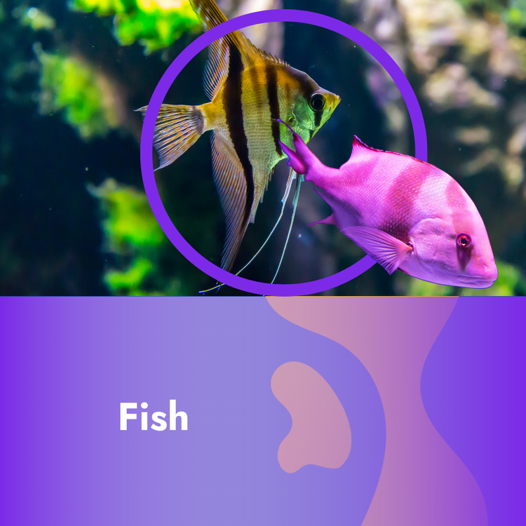 Fish accessories and food - Pet Supplier Store
