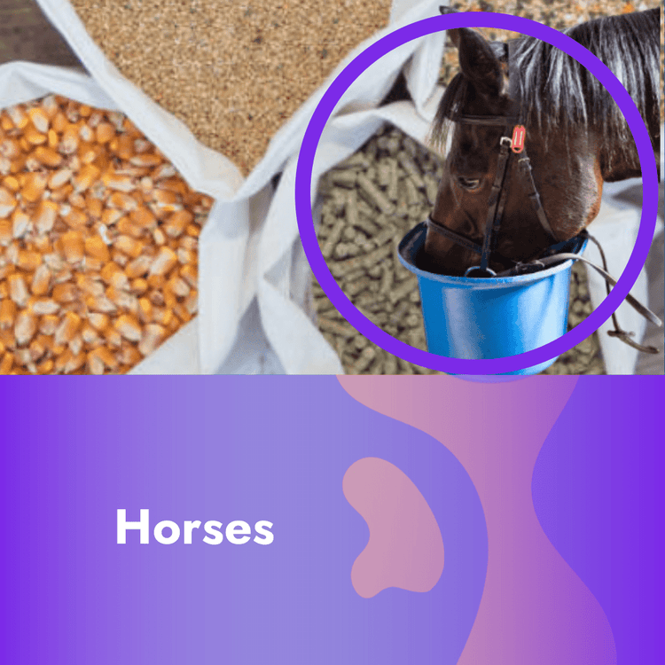 Horse Equestrian - Pet Supplier Store