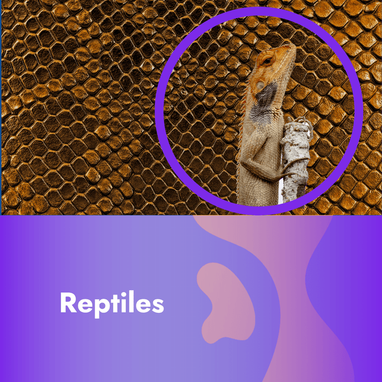 Reptile food and Accessories - Pet Supplier Store