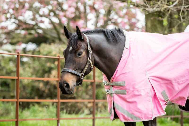 0g Detachable Neck Turnout Rug - Baby Pink - Pet Supplier Store