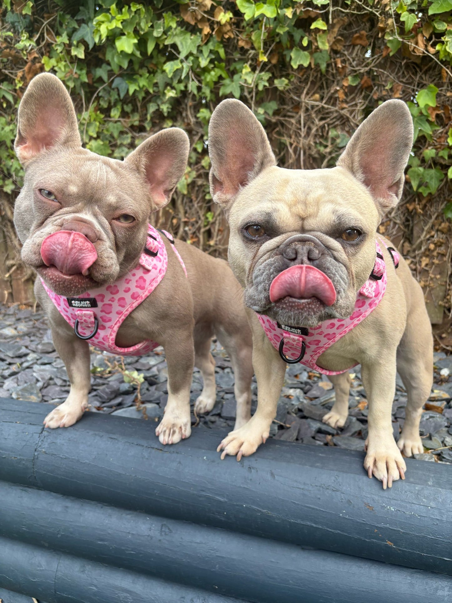 Walk on the Wild Side Harness