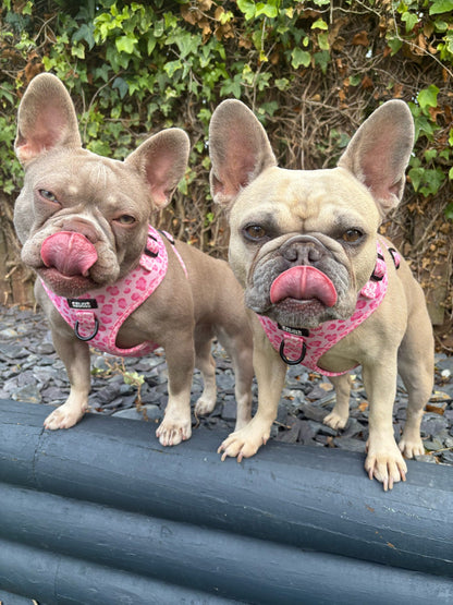 Walk on the Wild Side Harness