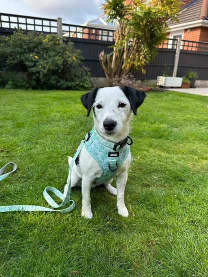 Willow Wanders Harness