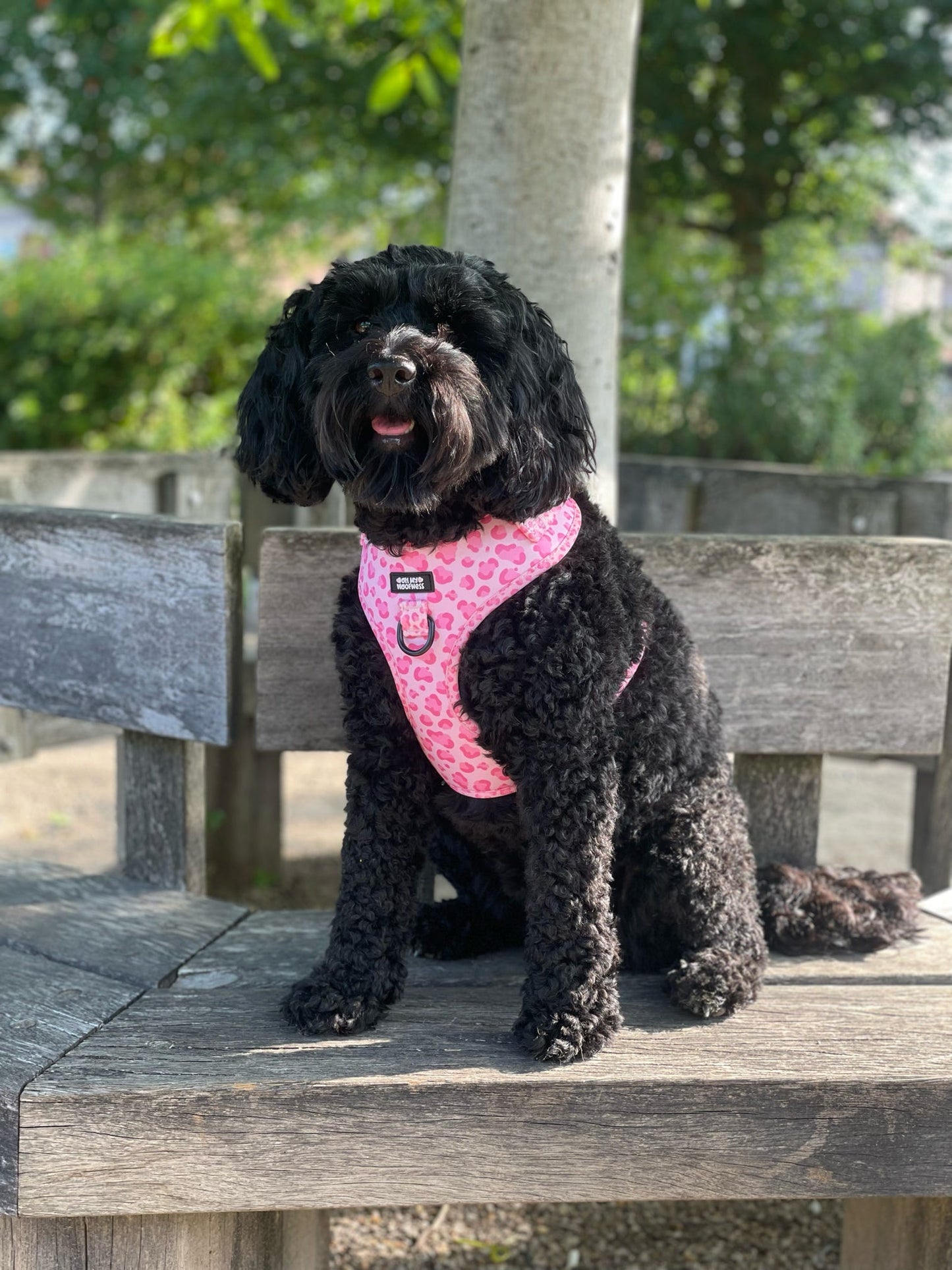 Walk on the Wild Side Harness