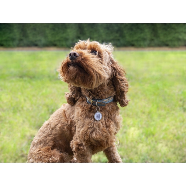 Fetch Tag – Smart Pet ID Tag with QR Code & GPS Alerts