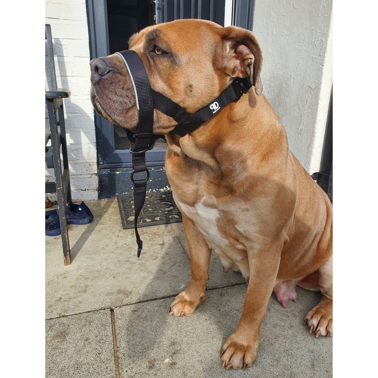 2.5cm Head Collars - Pet Supplier Store