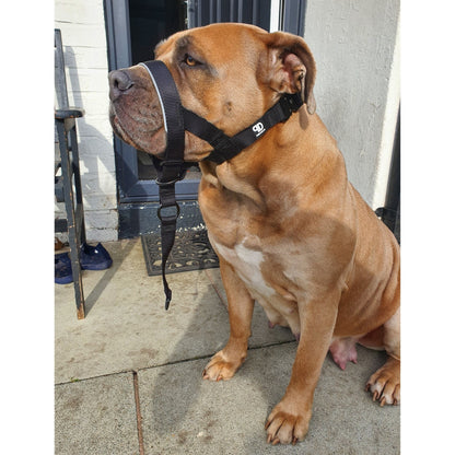 2.5cm Head Collars - Pet Supplier Store