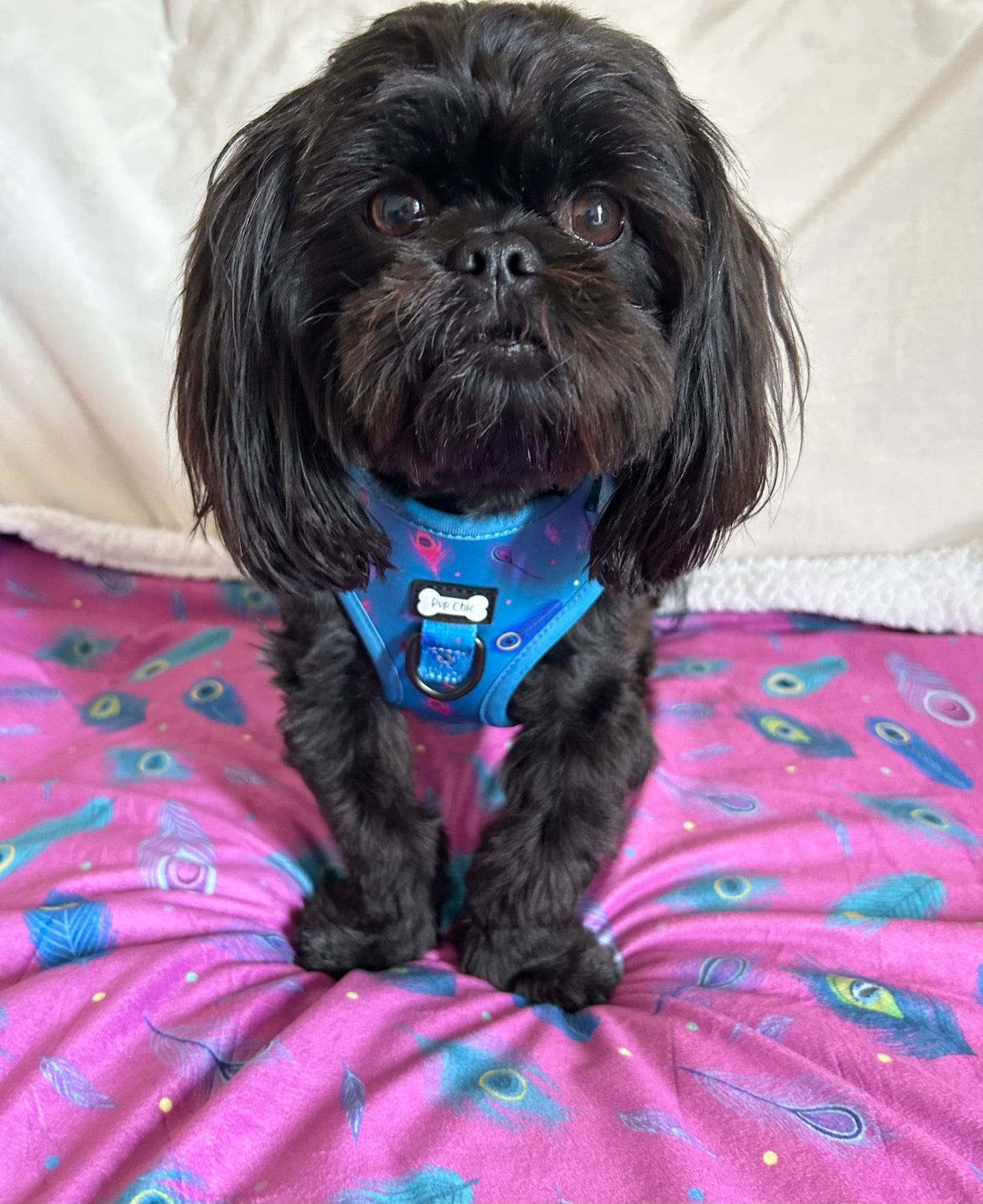 Power Peacock Step-In Adjustable Harness – Easy, Comfy & Made for Stylish Small Dogs!