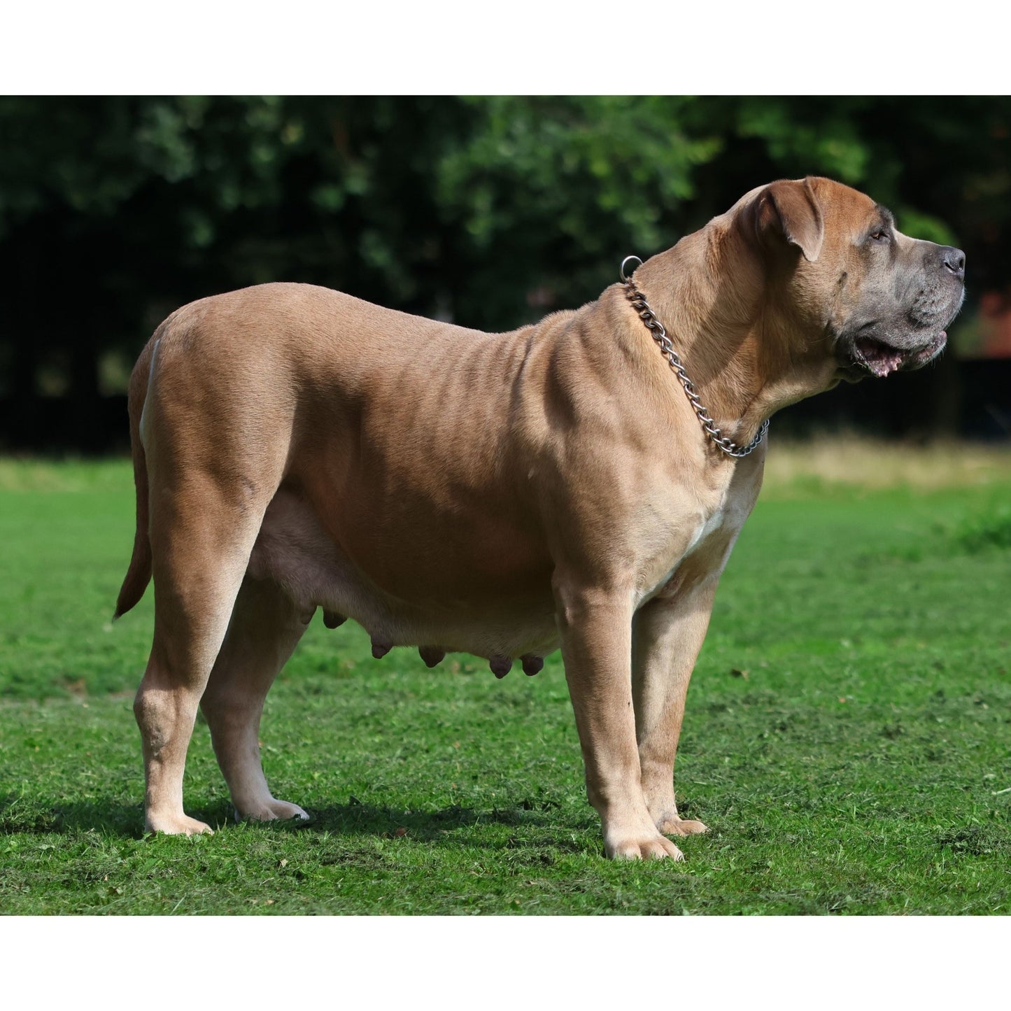 4.0mm Chain Collar - Pet Supplier Store