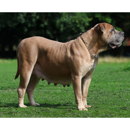 4.0mm Chain Collar - Pet Supplier Store